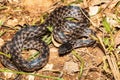 Malagasy Cat-eyed Snake, Madagascarophis colubrinus, Miandrivazo Madagascar wildlife