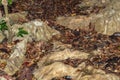 Malagasy Cat-eyed Snake, Madagascarophis colubrinus, Kirindy Forest, Madagascar wildlife