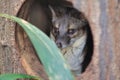Malagasy civet Royalty Free Stock Photo