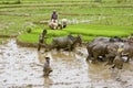 Malagasy farmers plowing agricultural field in traditional way