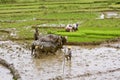 Malagasy farmers plowing agricultural field in traditional way