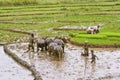 Malagasy farmers plowing agricultural field in traditional way