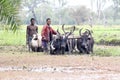 Malagasy farmers plowing agricultural field in traditional way