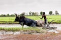 Malagasy farmers plowing agricultural field Royalty Free Stock Photo