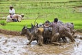 Malagasy farmers plowing agricultural field in traditional way Royalty Free Stock Photo