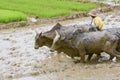 Malagasy farmers plowing agricultural field in traditional way