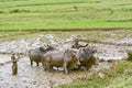 Malagasy farmers plowing agricultural field in traditional way Royalty Free Stock Photo