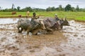 Malagasy farmers plowing agricultural field Royalty Free Stock Photo