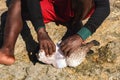 Malagasy fisher cleaning freshly caught porcupine pufferfish on the beach, detail as sun shine over his bare feet and Royalty Free Stock Photo