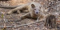 Malagasy Fossa