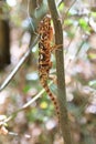 Malagasy giant chameleon Anja park