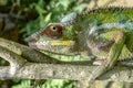 Malagasy Giant Chameleon / Furcifer oustaleti, Madagascar