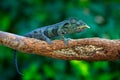 Malagasy giant chameleon, Furcifer oustaleti,sitting on the branch in forest habitat. Exotic beautifull endemic green reptile with Royalty Free Stock Photo