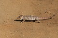 Malagasy giant chameleon, Madagascar