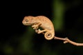 Oustalet`s chameleon baby, Furcifer oustaleti, Reserve Peyrieras Madagascar Exotic, Madagascar wildlife