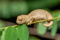 Oustalet\'s chameleon baby, Furcifer oustaleti, Reserve Peyrieras Madagascar Exotic, Madagascar wildlife