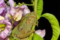 Oustalet`s chameleon, Furcifer oustaleti, Ambalavao, Madagascar wildlife
