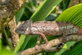 Oustalet`s chameleon, Furcifer oustaleti, Reserve Peyrieras Madagascar Exotic, Madagascar