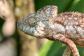 Oustalet`s chameleon, Furcifer oustaleti, Reserve Peyrieras Madagascar Exotic, Madagascar wildlife
