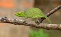 Malagasy giant chameleon