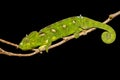 Oustalet`s chameleon, Furcifer oustaleti, Ambalavao, Madagascar wildlife