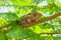 Oustalet`s chameleon, Furcifer oustaleti, Andasibe-Mantadia National Park, Madagascar