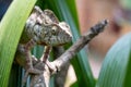 Oustalet\'s chameleon, Furcifer oustaleti, Reserve Peyrieras Madagascar Exotic, Madagascar wildlife