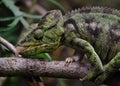 Malagasy Giant Chameleon