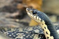 Malagasy Giant Hognose Leioheterodon madagascariensis