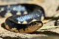 Malagasy giant hognose snake Leioheterodon madagascariensis Madagascar nature