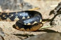 Malagasy giant hognose snake Leioheterodon madagascariensis Madagascar nature