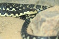 Malagasy giant hognose snake