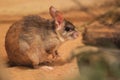 Malagasy giant jumping rat Royalty Free Stock Photo