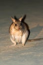 The Malagasy giant rat