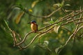 Malagasy kingfisher, Corythornis alcedo vintsioides, in nature habitat, blue orange bird sitting on brach above the water. Royalty Free Stock Photo