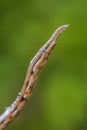 Malagasy Leaf-nosed Snake - Langaha madagascariensis