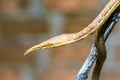 Malagasy leaf-nosed snake