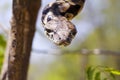 Malagasy or Madagascar Tree Boa