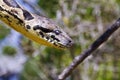 Malagasy or Madagascar Tree Boa