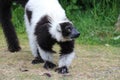 malagasy monkey (black-and-white ruffed lemur) in a zoo (france)