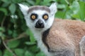 malagasy monkey (ring-tailed lemur) in a zoo - france Royalty Free Stock Photo