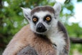 malagasy monkey (ring-tailed lemur) in a zoo (france) Royalty Free Stock Photo