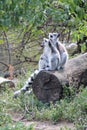 malagasy monkeys (ring-tailed lemurs maki catta) in a zoo in vienna (austria) Royalty Free Stock Photo