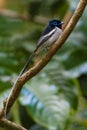 Malagasy Paradise Flycatcher, Terpsiphone mutata Royalty Free Stock Photo