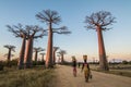 Malagasy people walking down the Avenue of Baobab carrying baskets on their heads