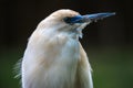 Malagasy Pond Heron