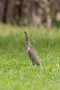 Malagasy pond heron, Chinese pond heron in nature