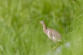 Malagasy pond heron, Chinese pond heron in nature