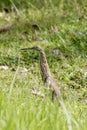 Malagasy pond heron, Chinese pond heron in nature