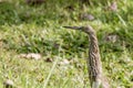 Malagasy pond heron, Chinese pond heron in nature